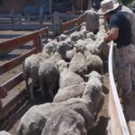 Mega operativo rural por abigeato: secuestran armas, dinero, vehículos y documentación en múltiples allanamientos