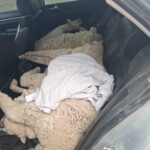 Trágico accidente en Ruta 7: una ciclista perdió la vida en Gaiman